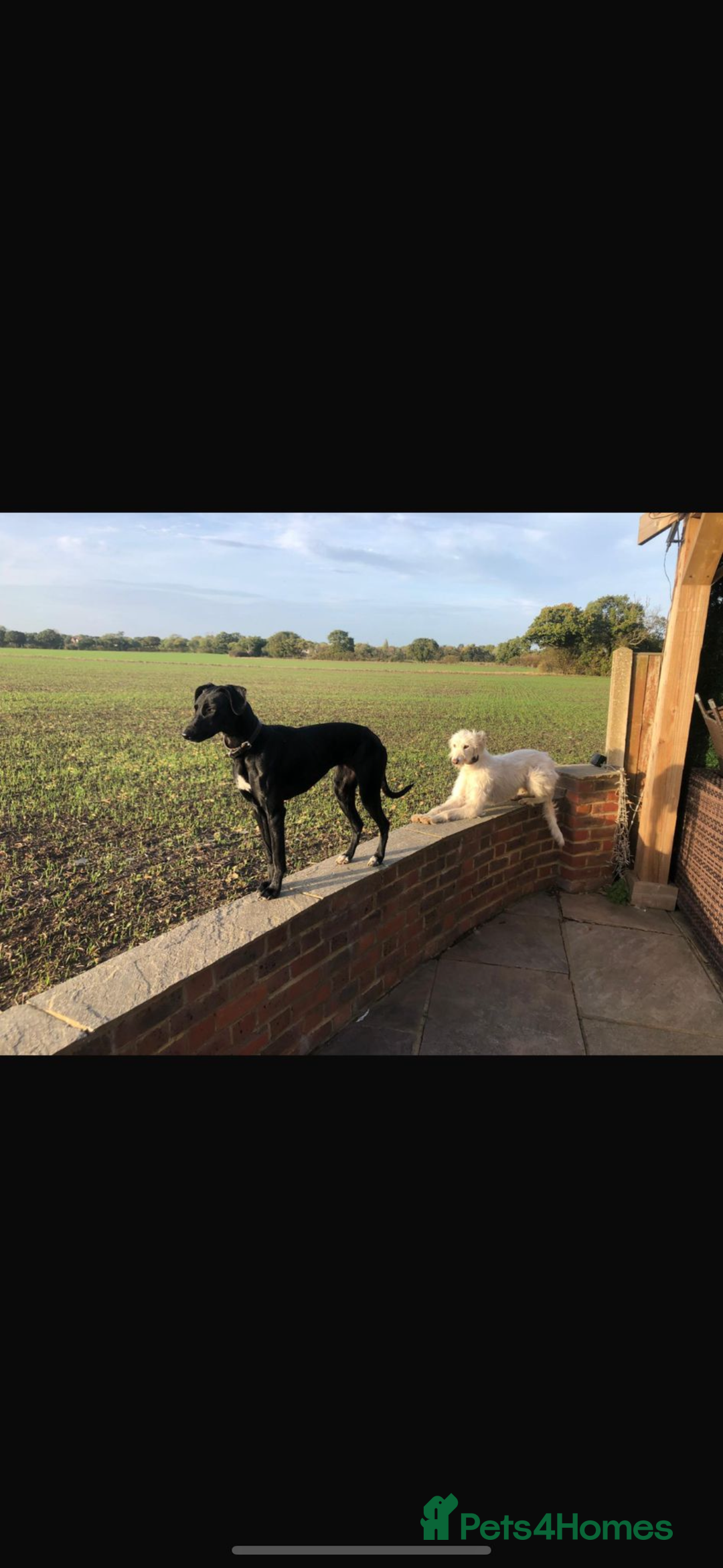 Lurcher dogs for sale: Perfect pet  - Advert 1