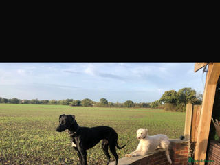 Lurcher dogs Perfect pet - Advert 1