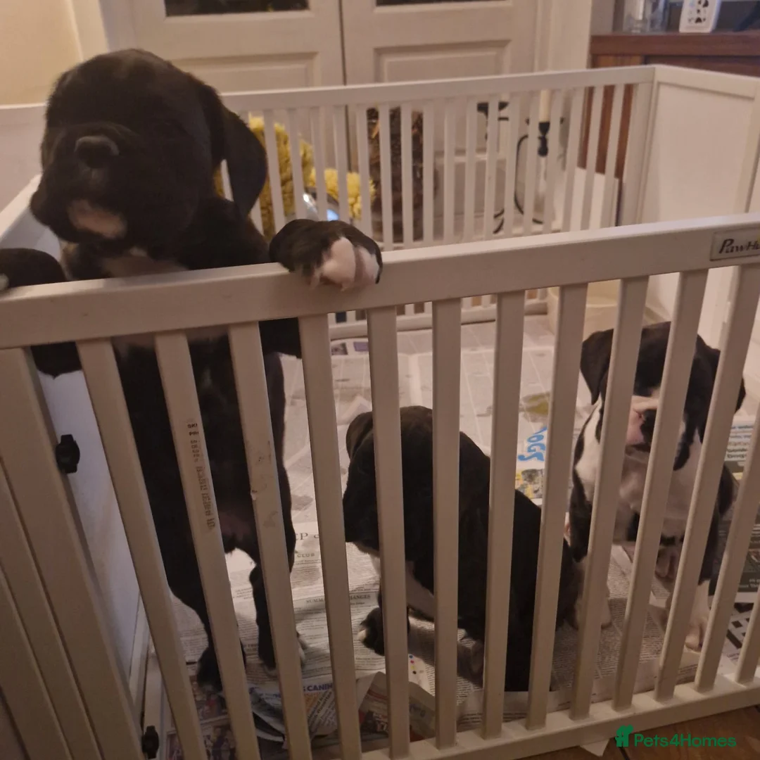 Boxer dogs for sale: Kc Reg Brindle Boy - Advert 5