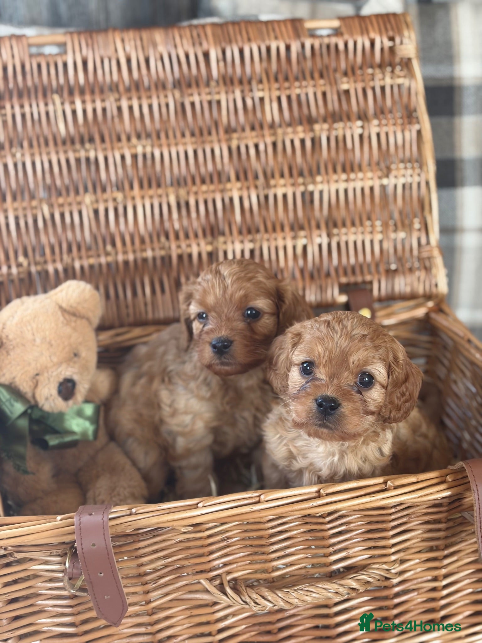 Cavapoo dogs Red Toy cavapoo - Advert 1