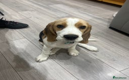 Beagle dogs for sale: Beagle puppy for sale  - Image 1