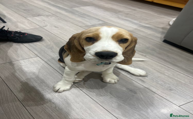 Beagle dogs - Advert 1