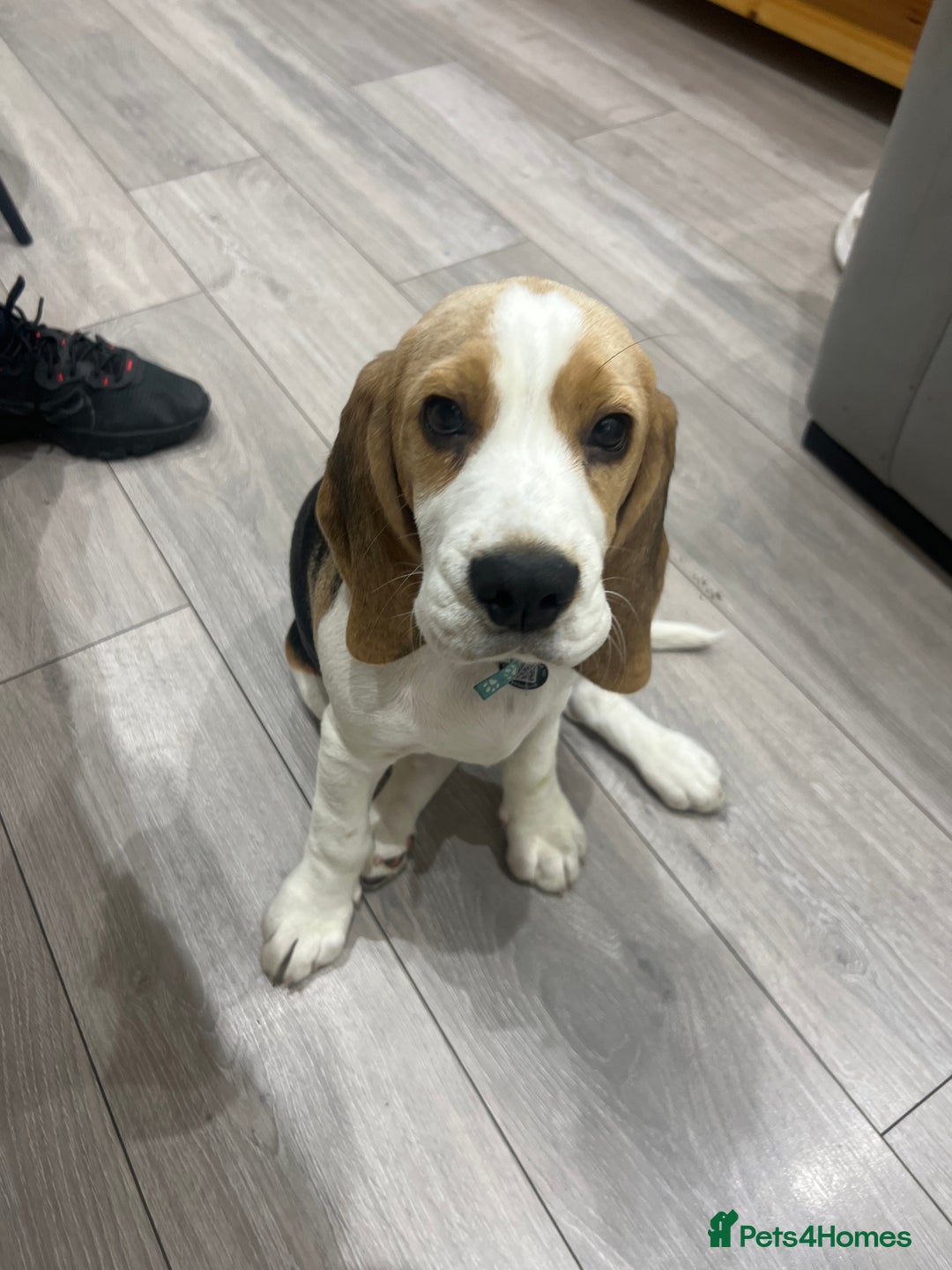 Beagle dogs for sale: Beagle puppy for sale  - Image 1