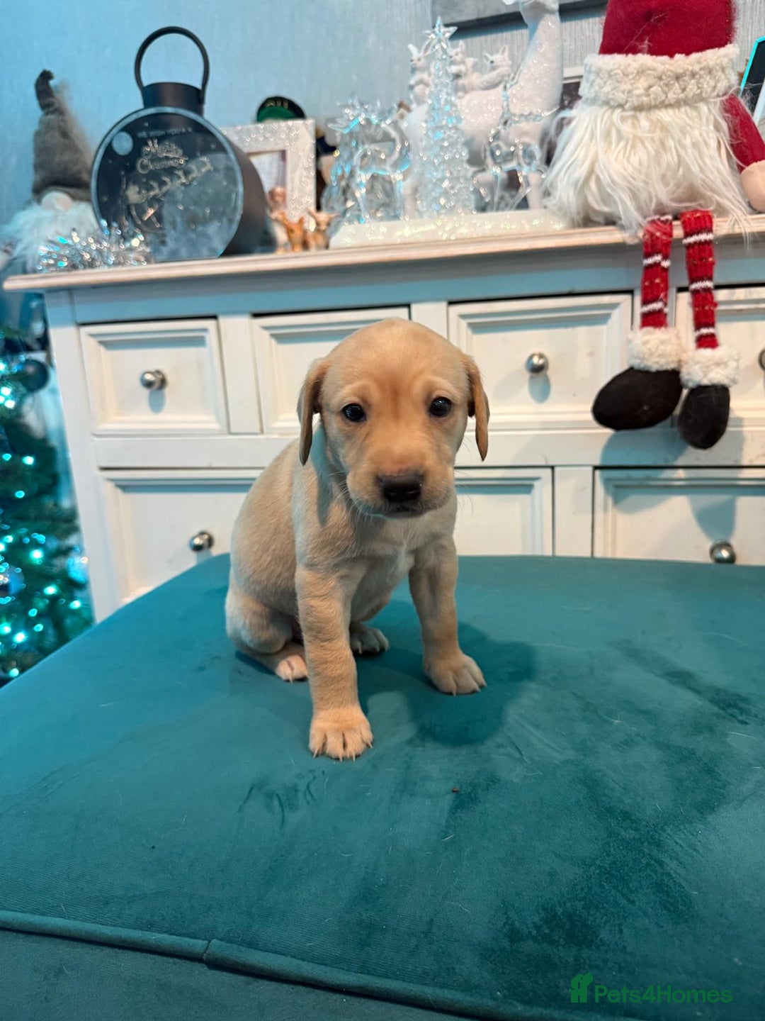 Labrador Retriever dogs for sale: KC Registered Labrador Retriever Puppies  - Advert 10