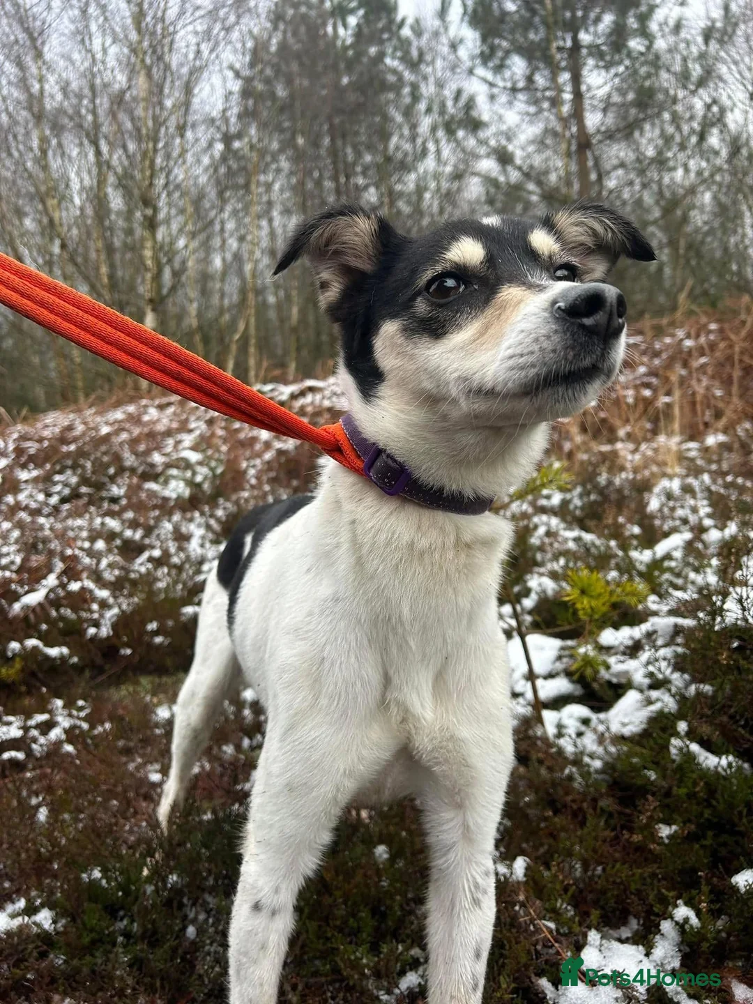 Mixed Breed dogs for adoption: Pippa - Norwich Norfolk  in Norwich - Advert 5
