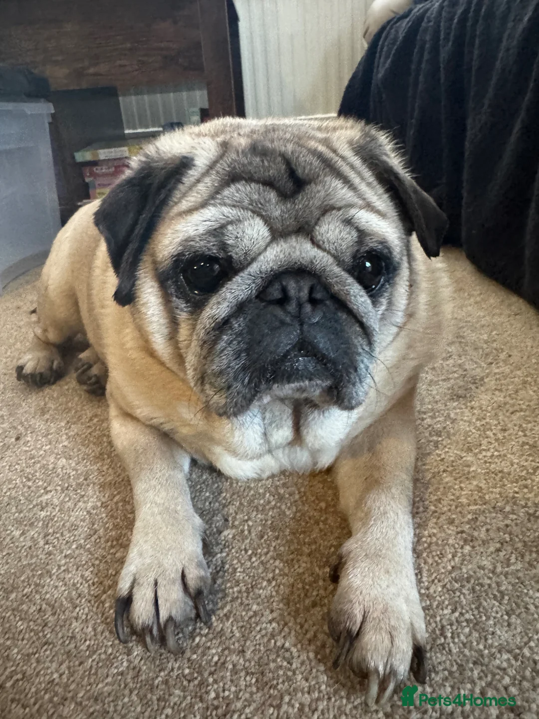 Pug dogs for sale: In need of a new home  in Neath - Advert 1