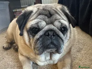 Pug dogs In need of a new home - Advert 1