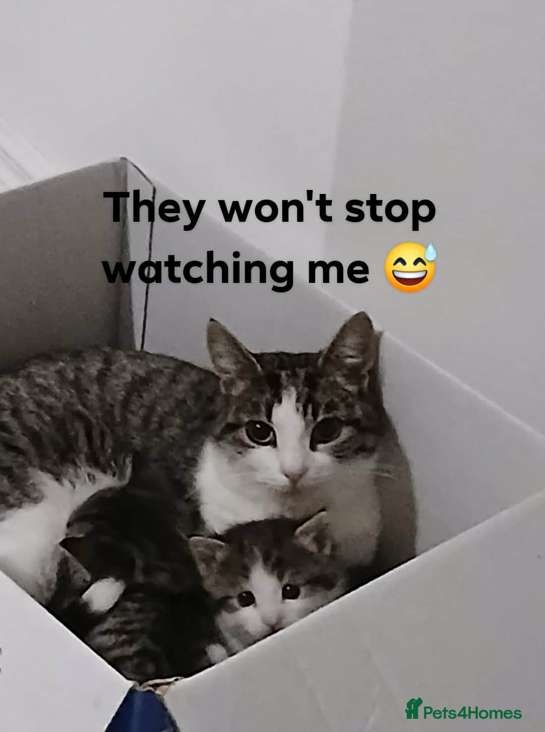 Mixed Breed cats for sale: Male kitten - Advert 4