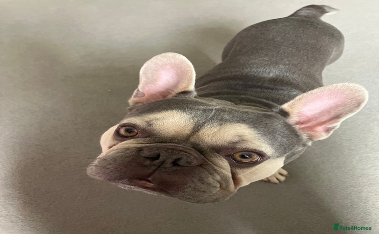 French Bulldog dogs - Advert 1
