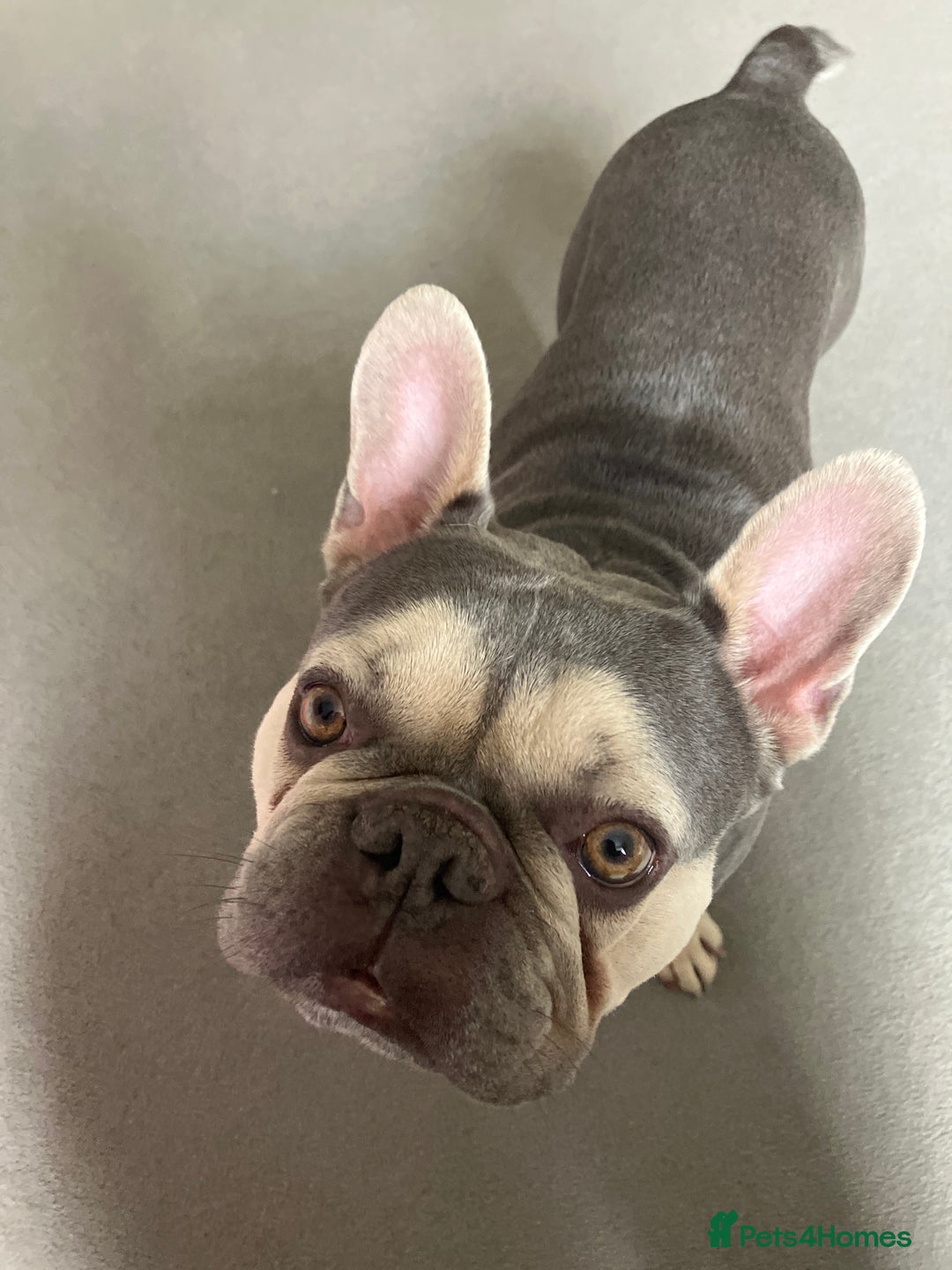 French Bulldog dogs for sale: 3 Year Old French Bulldog For Rehoming - Image 1