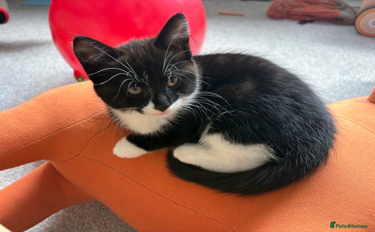 Domestic Shorthair cats - Advert 1