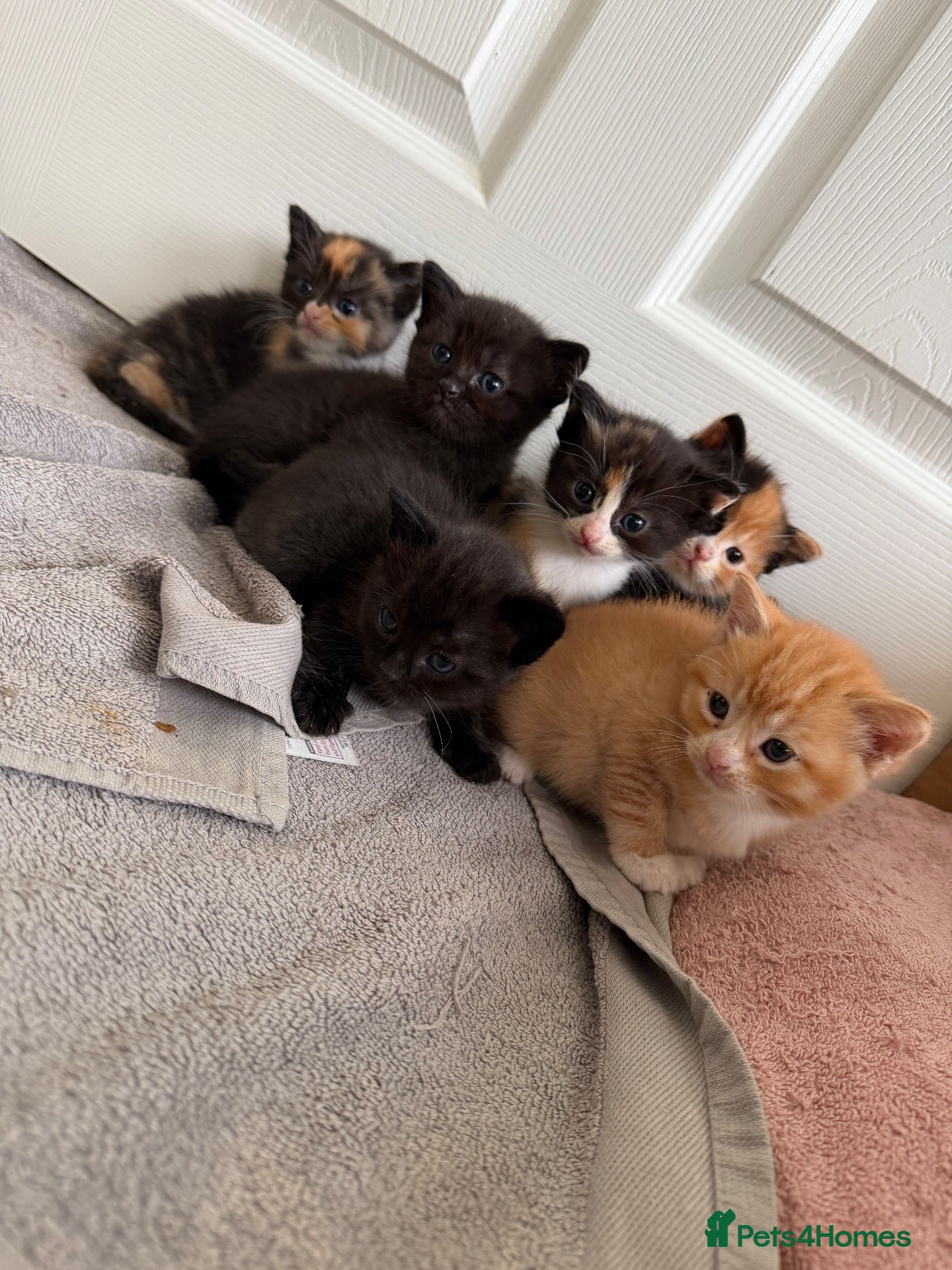Mixed Breed cats Kittens for sale - Advert 7