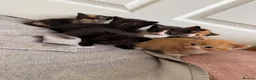 Mixed Breed cats for sale: Kittens for sale - Advert 1