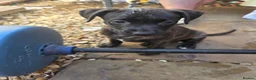 Mixed Breed dogs for sale: Beautiful mixed breed puppies 2 boys 1 girl in Peterborough - Advert 3