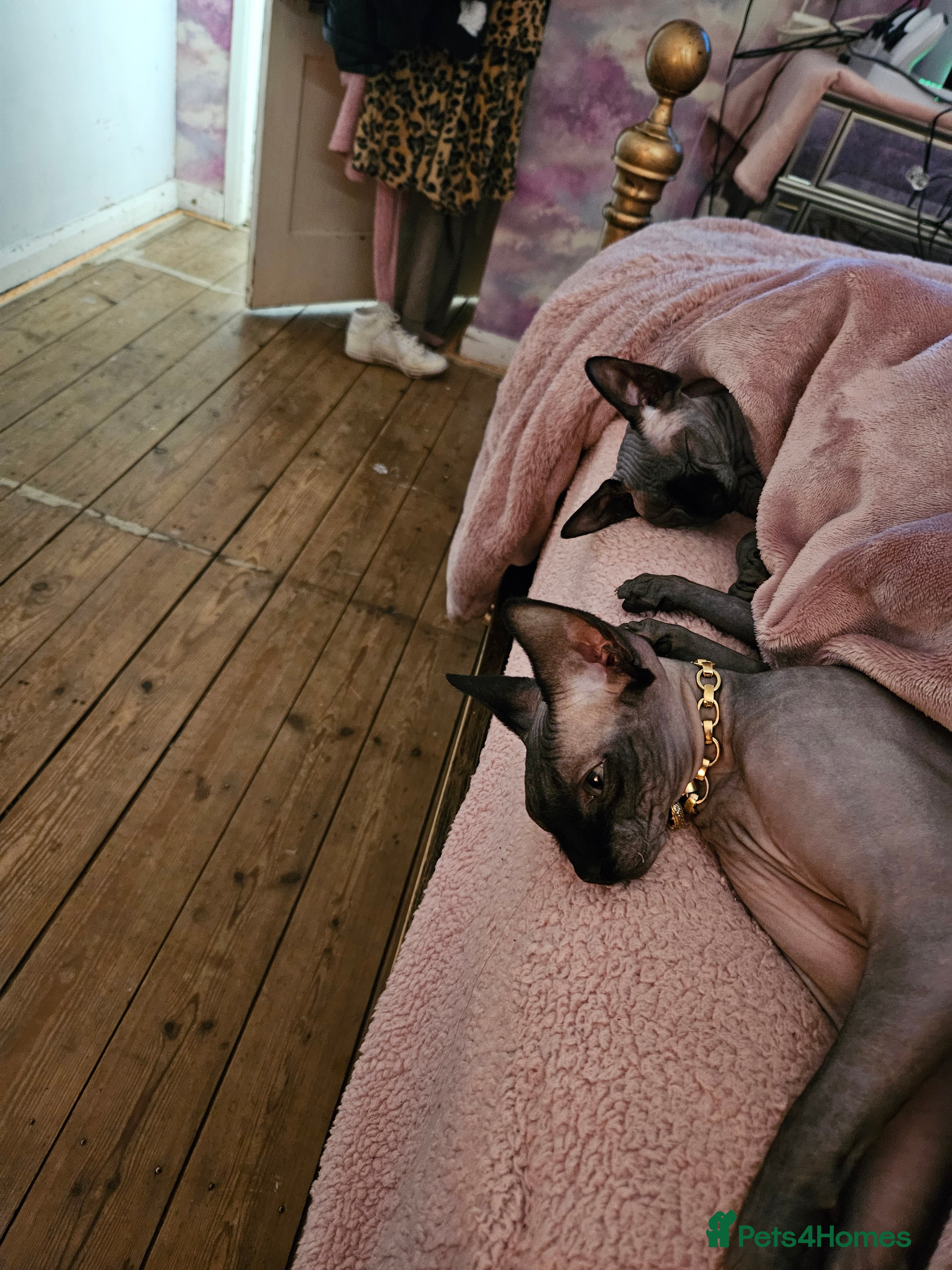 Sphynx cats Minnie moo - Advert 3