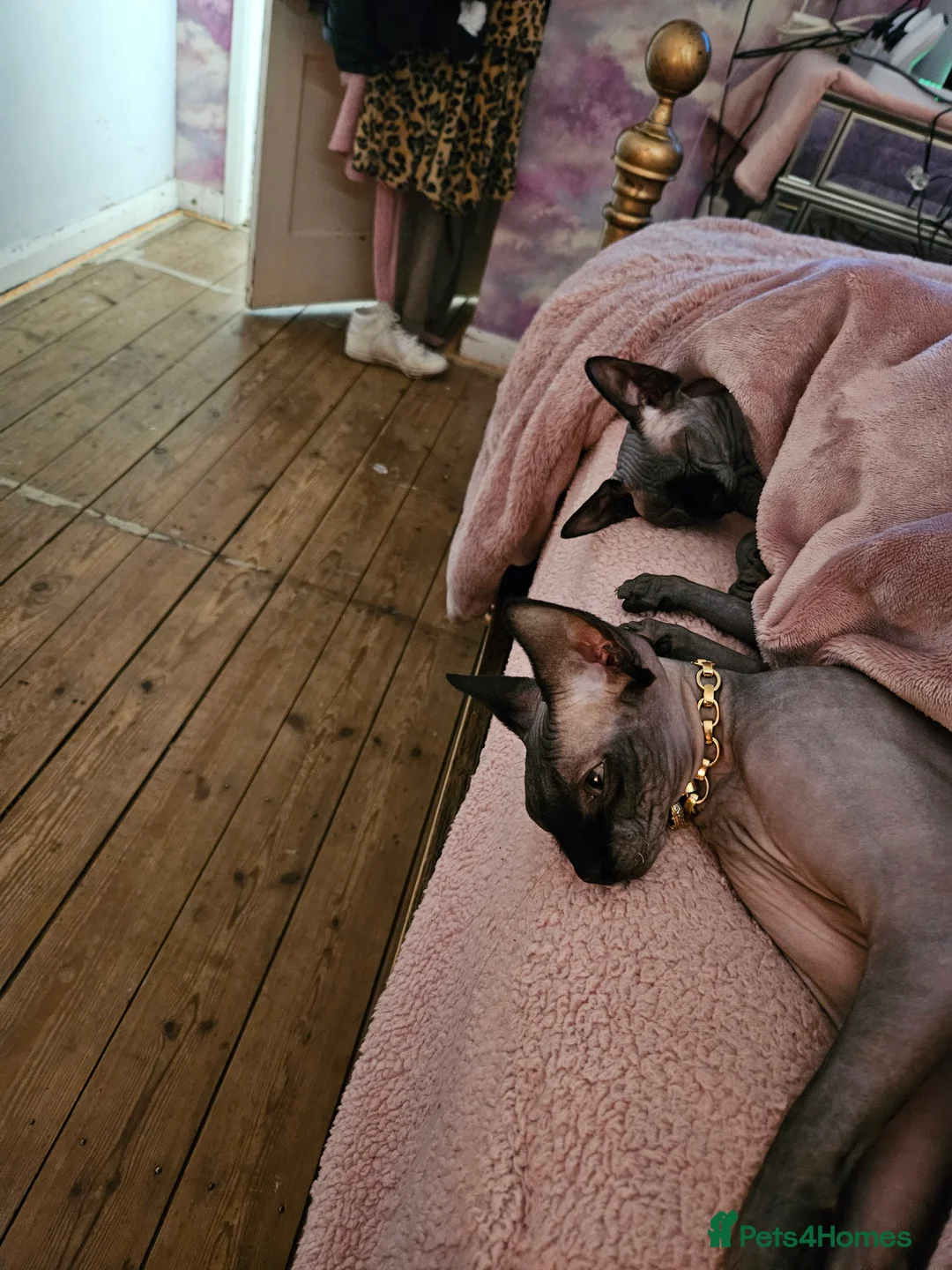 Sphynx cats for sale: Minnie moo - Advert 1