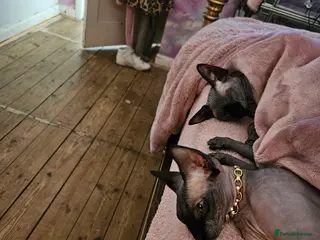 Sphynx cats Minnie moo - Advert 1