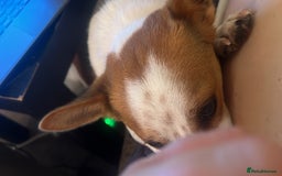 Jack Russell dogs for sale: Toby  - Image 6