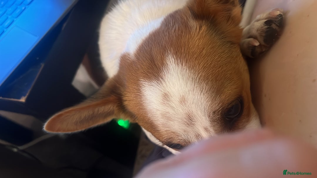 Jack Russell dogs for sale: Toby  - Image 6
