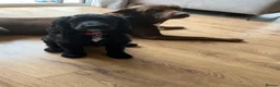 Cocker Spaniel dogs for stud: Cockapoo Stud in Runcorn - Advert 7