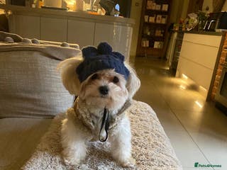 Maltese dogs Charlie Maltese stud - Advert 1