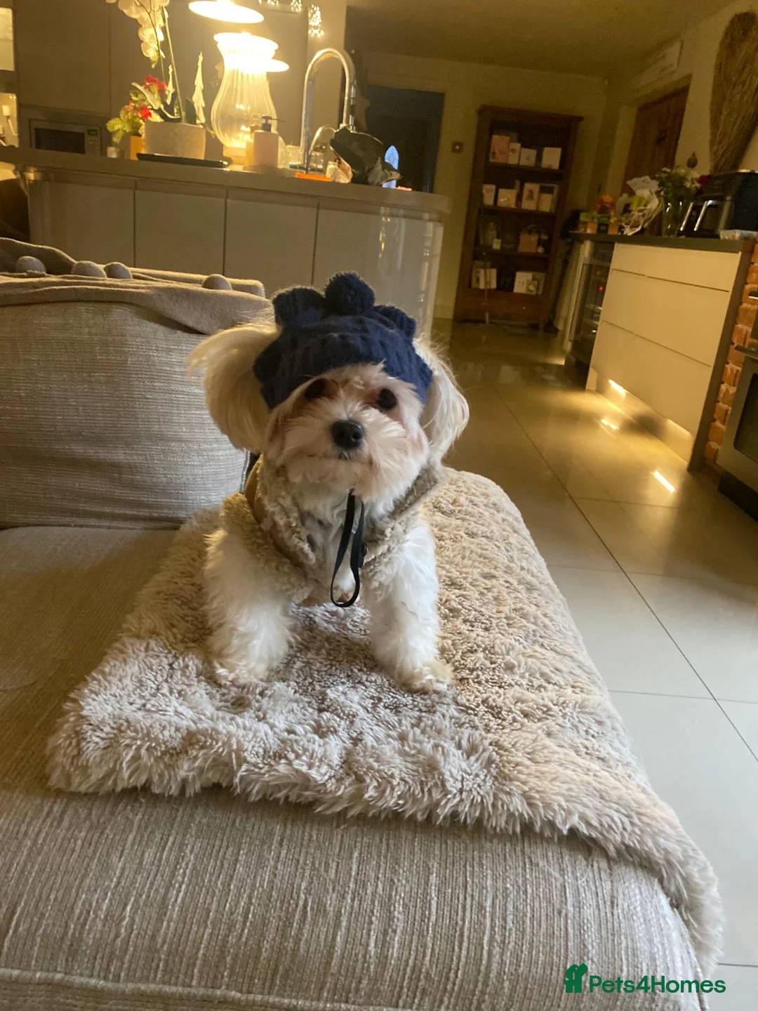 Maltese dogs for stud: Charlie Maltese stud - Advert 1