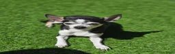 Chihuahua dogs for sale: Chocolate boy ready for new adventures  - Advert 4