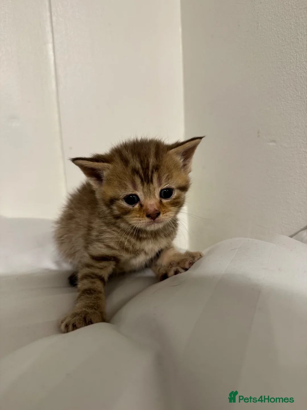Scottish Fold cats for sale: Beautiful Scottish straight  - Advert 8