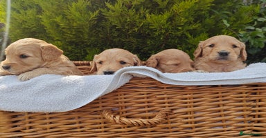 Goldendoodle dogs - Advert 2