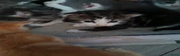 Mixed Breed cats for sale: Outstanding gorgeous, beautiful playful Kittens  in Ipswich - Advert 24