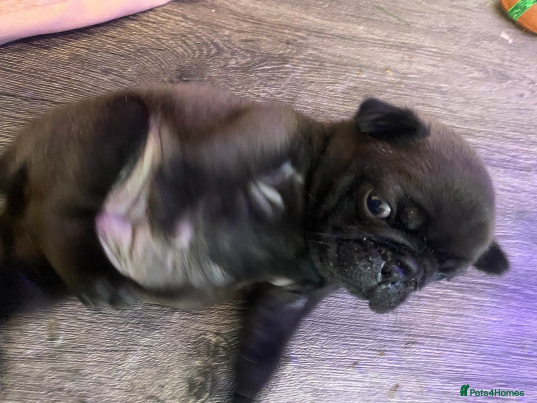 Pug dogs for sale: 💓 PUG BABIES 💓  - Advert 6