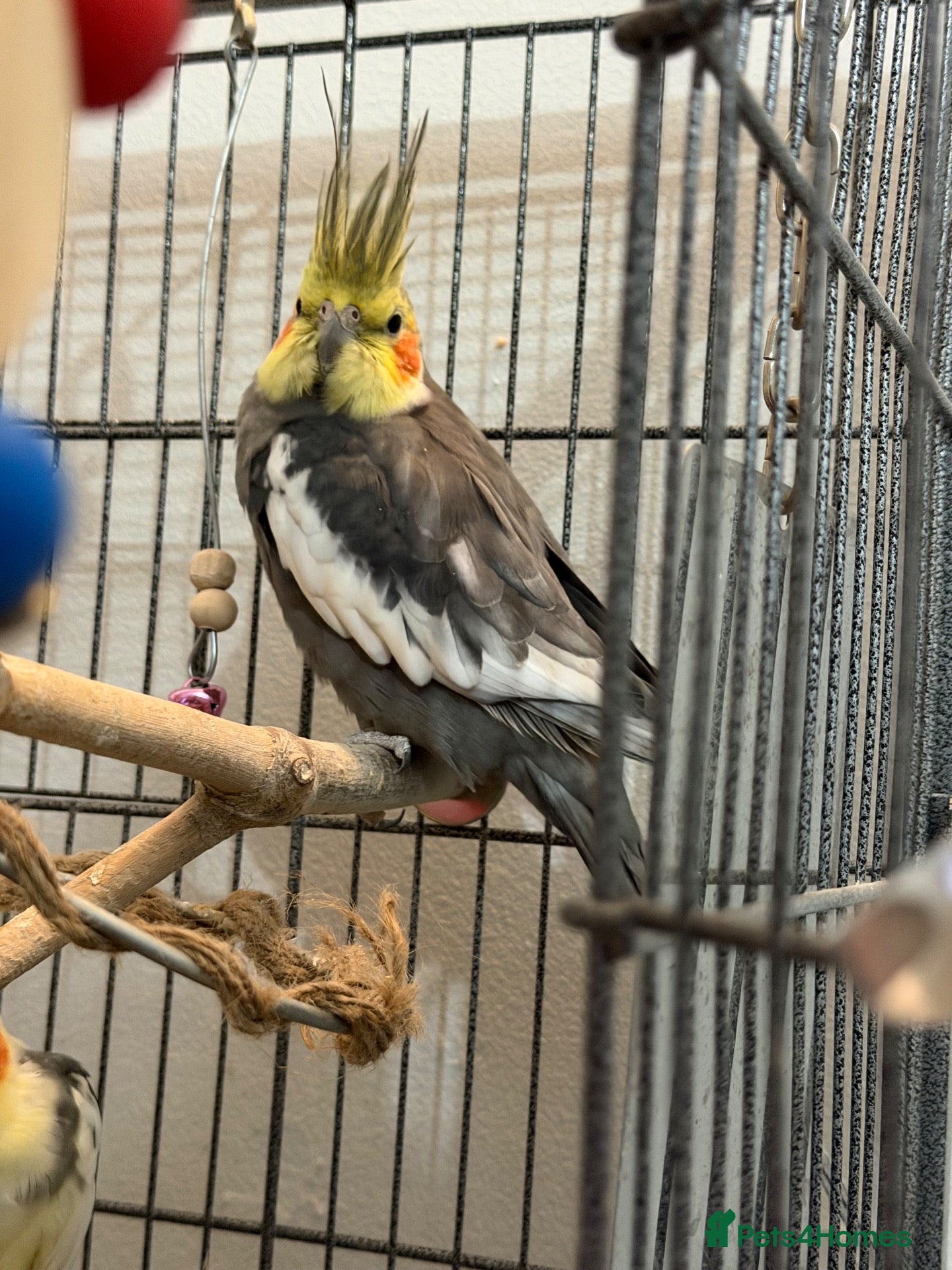 Cockatiels birds 2 male cockatiels - Advert 6