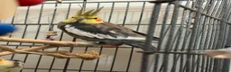 Cockatiels birds for sale: 2 male cockatiels in Boston - Advert 1