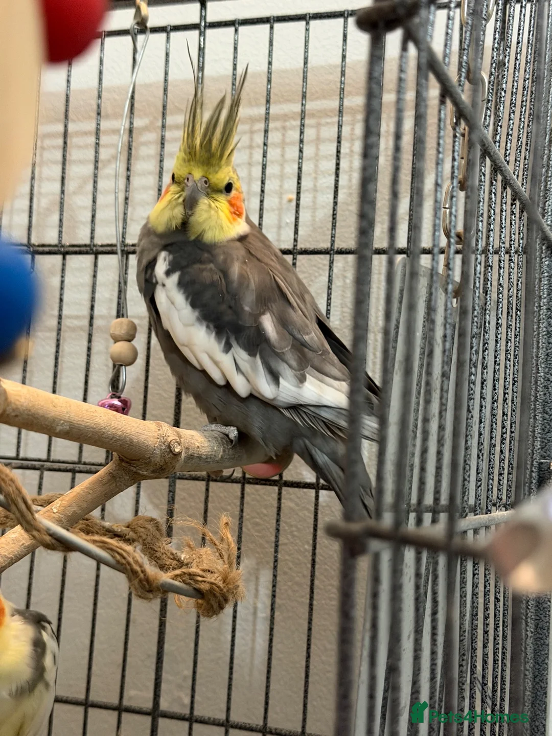 Cockatiels birds for sale: 2 male cockatiels in Boston - Advert 1