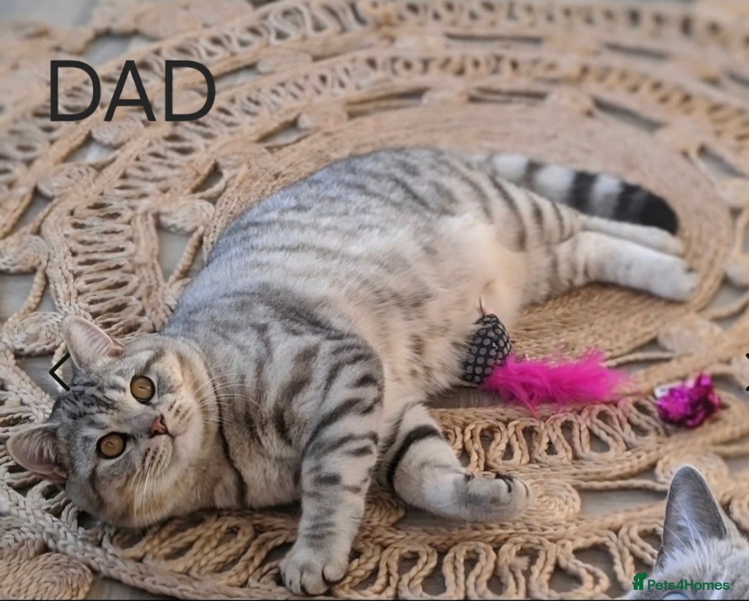 Scottish Fold cats for sale: Scottish Fold/Straight Kittens For Sale  - Advert 6