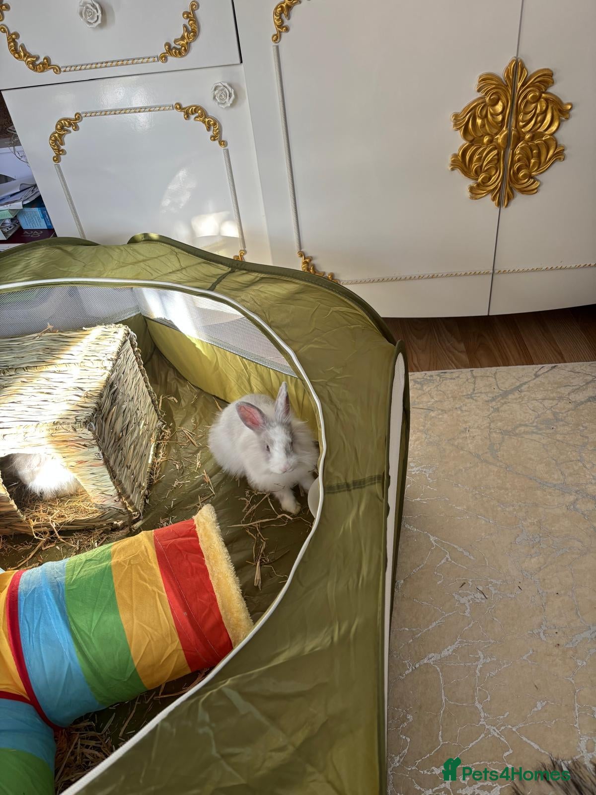 Lionhead rabbits Dwarf lionhead female rabbit - Advert 1
