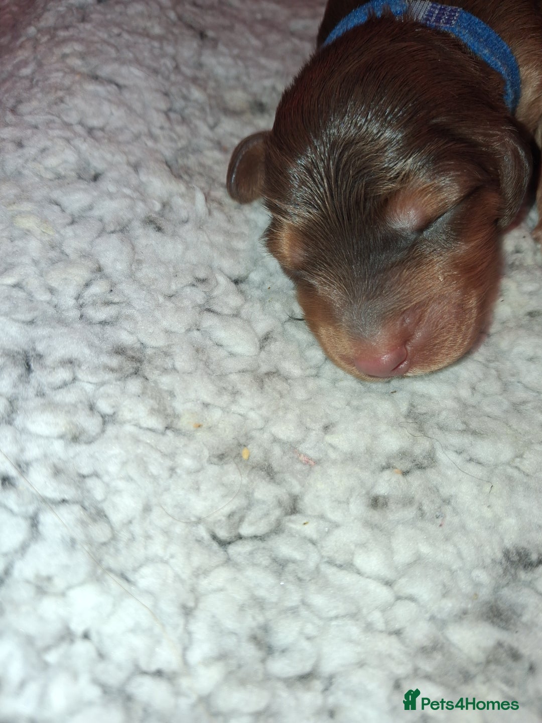 Cockapoo dogs for sale: Cockapoo puppies F2 - Advert 16