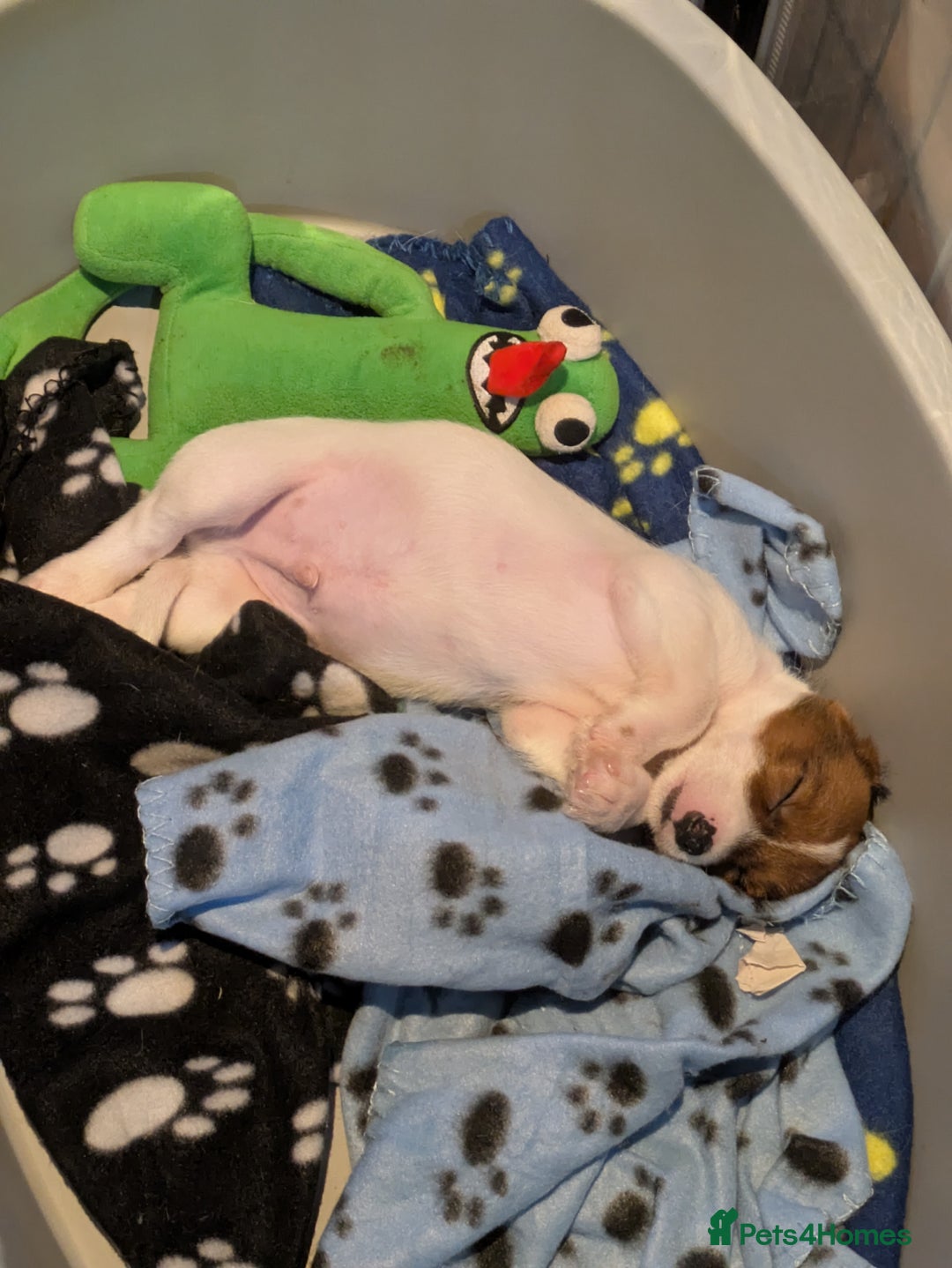 Mixed Breed dogs for sale: F1 jackcain  - Advert 8