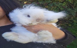 Lionhead rabbits for sale: Gorgeous Lion Head Doe  - Image 1