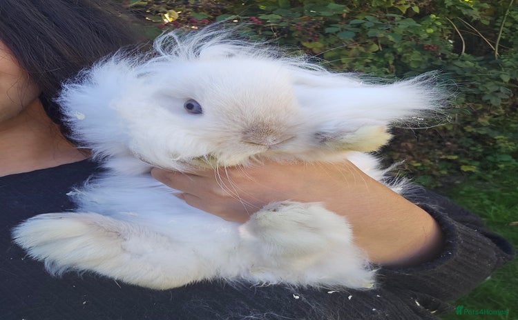 Lionhead rabbits - Advert 2