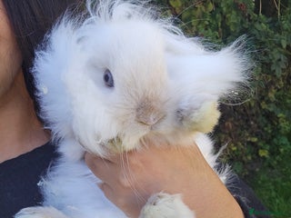 Lionhead rabbits - Advert 6