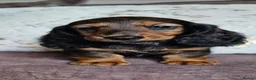 Miniature Dachshund dogs for sale:  MAGNIFICENT RED SHADED, Exceptional Pigmentation  - Advert 6