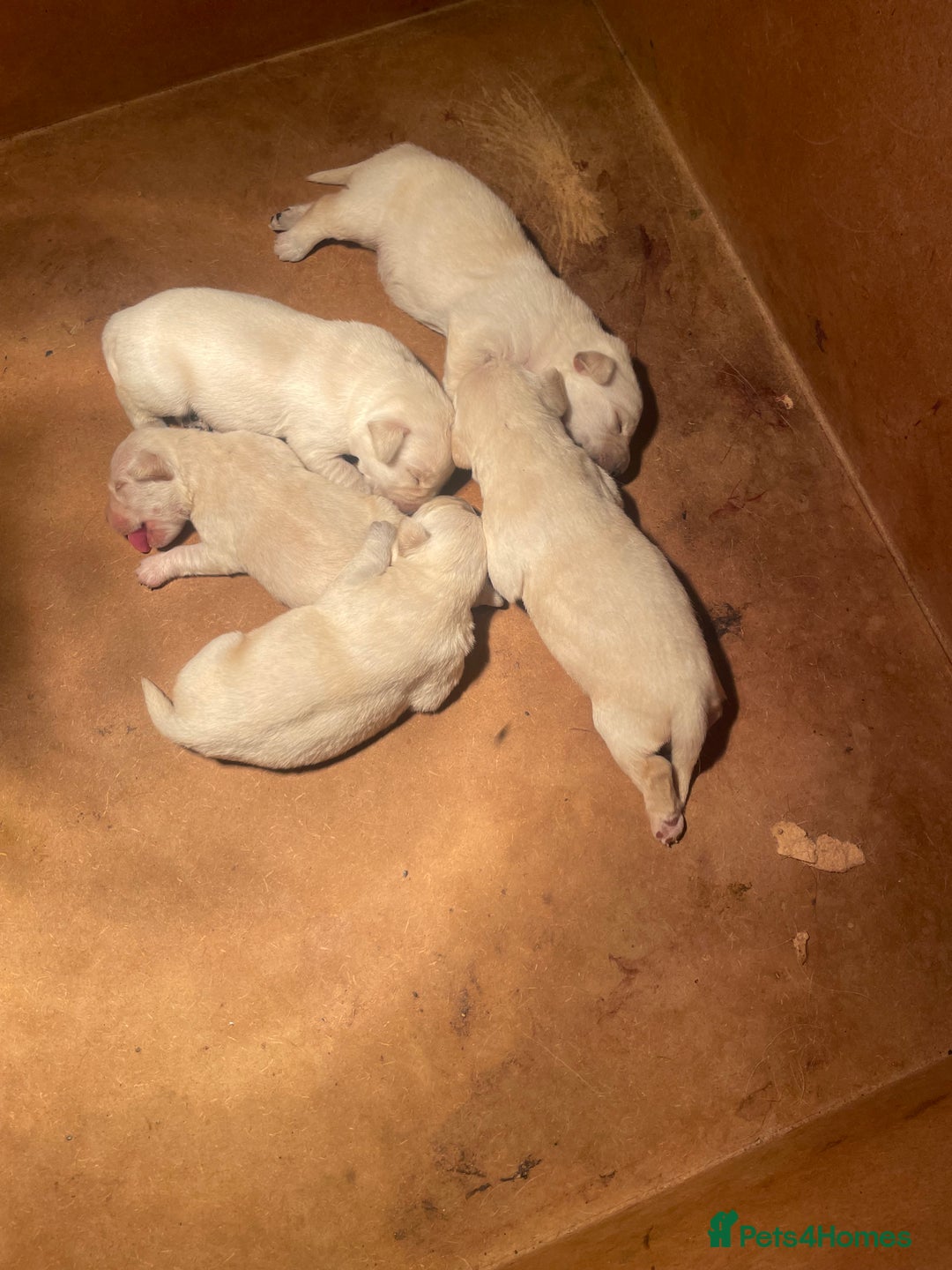 Labrador Retriever dogs for sale: Labrador pups - Image 2