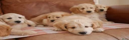 Mini Goldendoodle dogs for sale: Beautiful Health Tested Goldendoodle Puppies - Advert 15