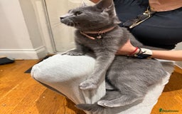 Brazilian Shorthair cats for sale: British short hair - Image 3