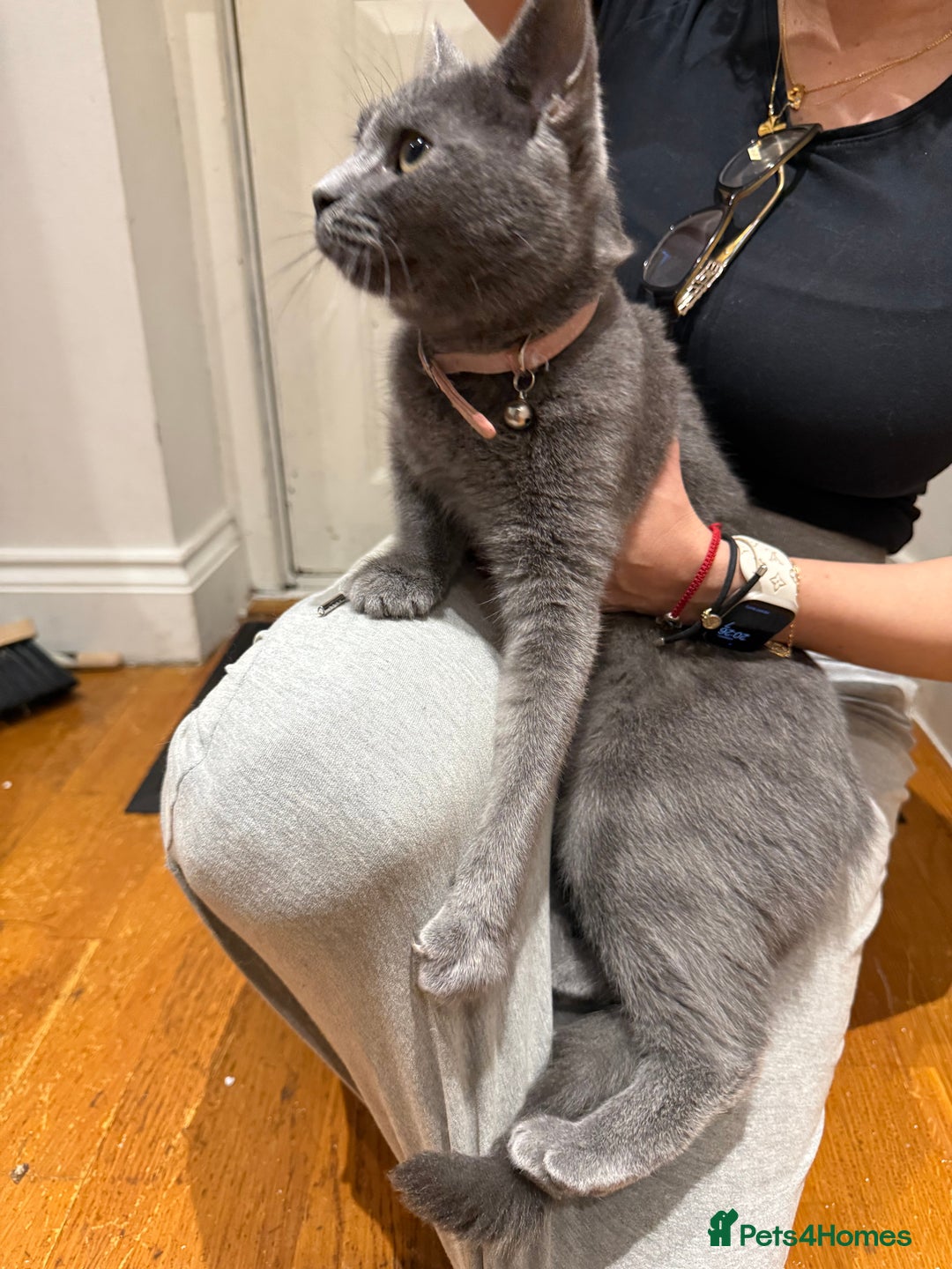 Brazilian Shorthair cats for sale: British short hair - Image 3