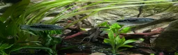Gouramis fish for sale: Opal line blue gourami  in Southport - Advert 2