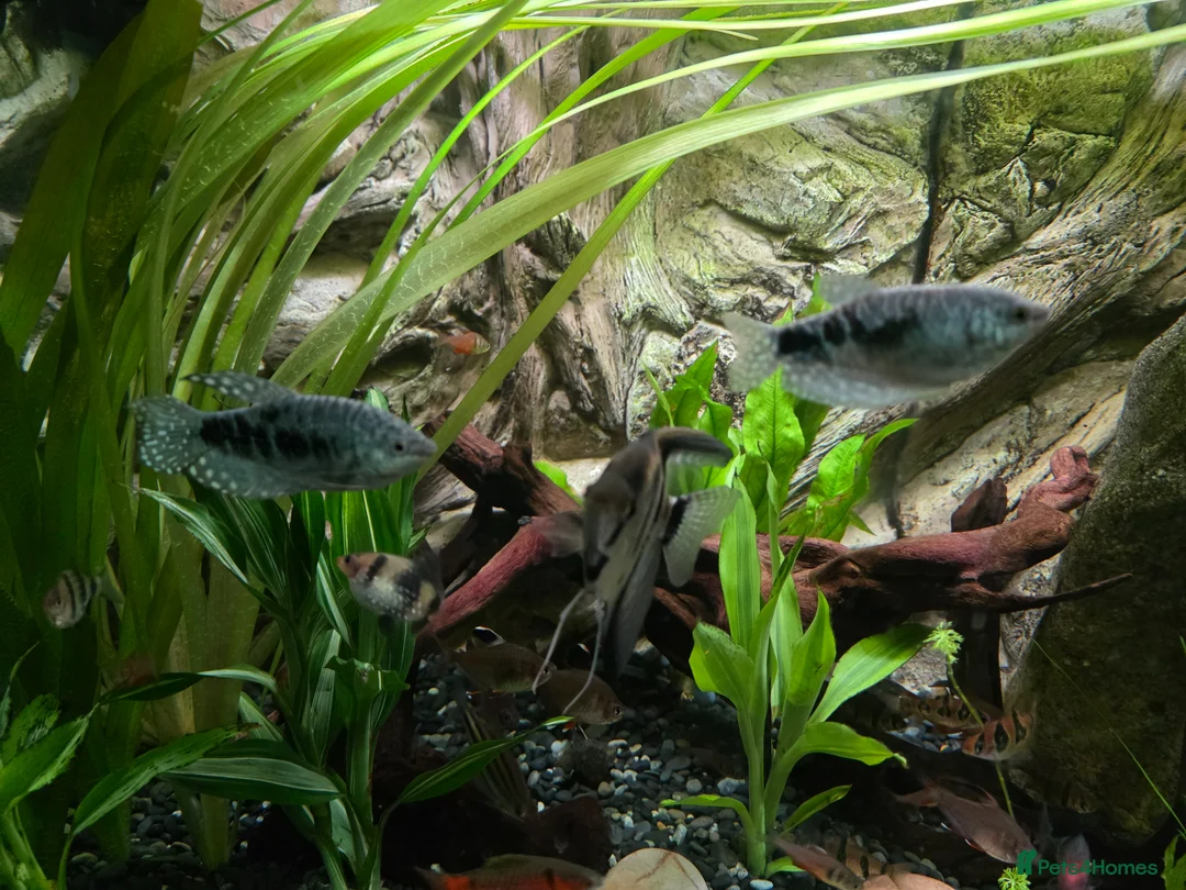 Gouramis fish for sale: Opal line blue gourami  in Southport - Advert 2