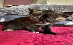 Domestic Shorthair cats for sale: 🐾Sorry….All REHOMED now 🥰 🐾 - Advert 37