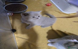 British Shorthair cats for sale: Full Britishshort hair kittens ready wendesday - Image 17